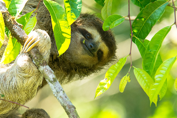 Larry Wilkinson Photography | Panama Photography | Rambala