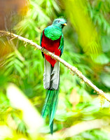 Birds of Panama