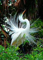 Bird Photography, Egrets|Herons & Ibis