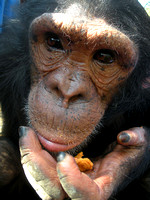 Chimpanzee, Zambia