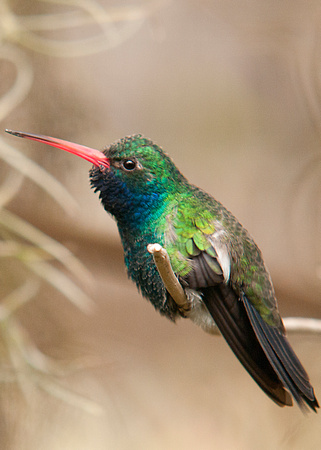 Broad billed Hummingbird