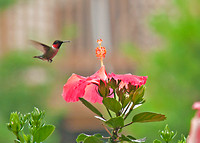 Bird Photography|Hummingbirds