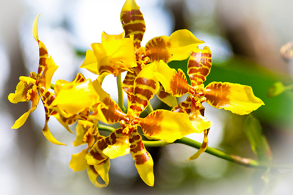 Orchids, Panama