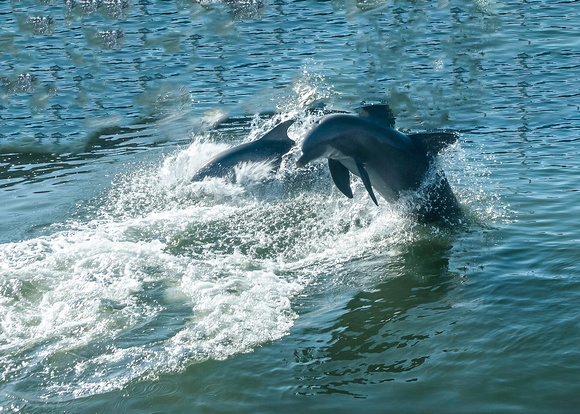 Dolfins