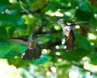 Scaly-breasted Hummingbirds