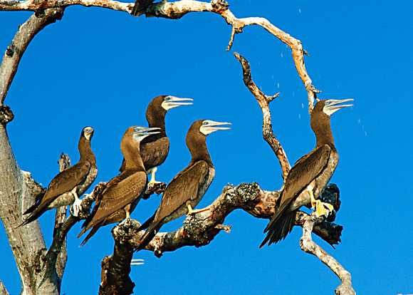 Brown-footed Booby Birds