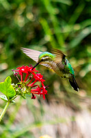 Hummingbirds and Butterflies of Panama.