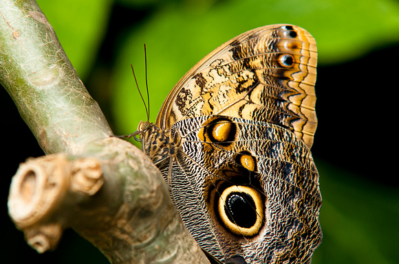 Owl Spotted Butterfly