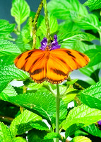 Banded Orange Heliconian Butterfly