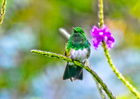 Rufous-tailed Hummingbird