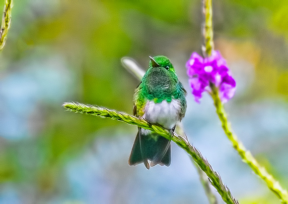 Rufous-tailed Hummingbird