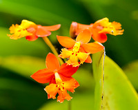 Orchid Epidendrum