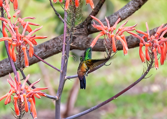 Rufous-Tail Hummingbird