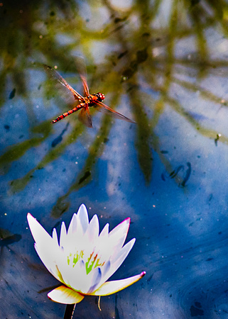 Dragonfly & Waterlily