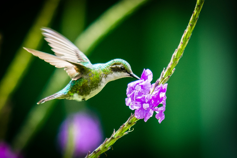 Larry Wilkinson Photography | Bird Photography|Hummingbirds