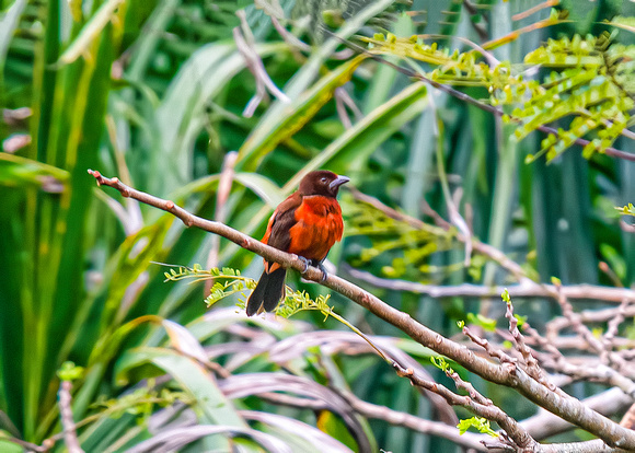 Red-Throated Ant-Tanager