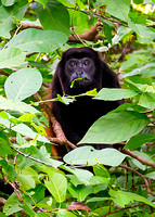 Howler Monkey