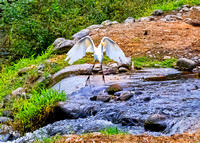 Great Egret