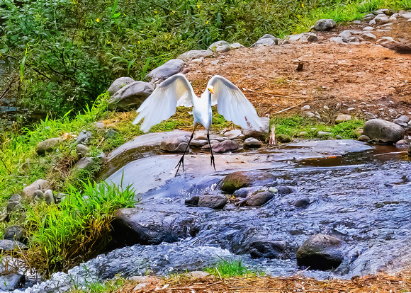 Great Egret