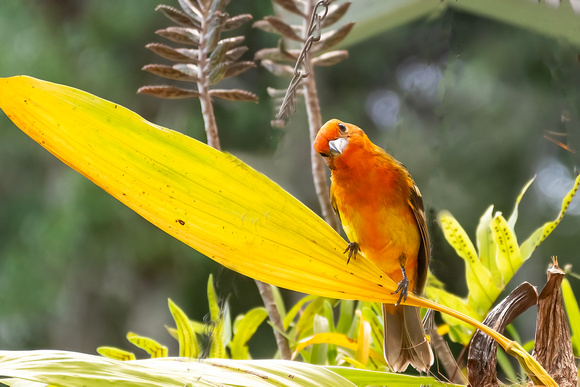 Flame Tanager