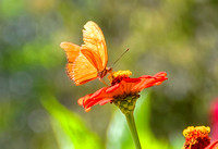 Julia Heliconian, Butterfly