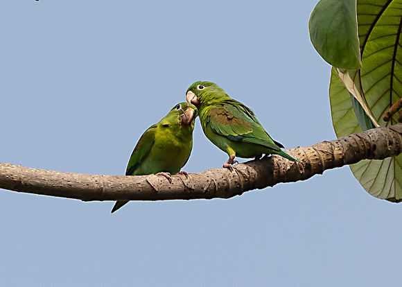 Green-rumped Parrotlets