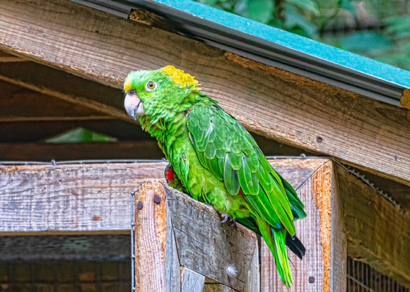 Yellow-napped Parrot