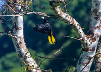 Crested Oropendola