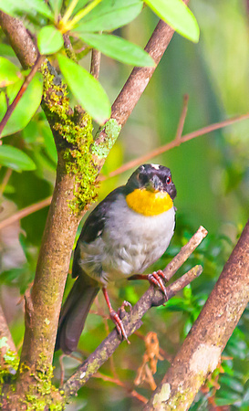 Yellow-Throated Brush-Finch