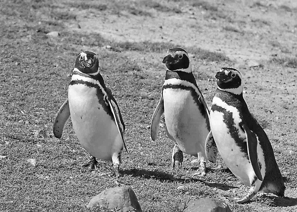 Penguins of Isla Magdelana