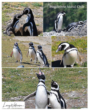 Penguins of Chile