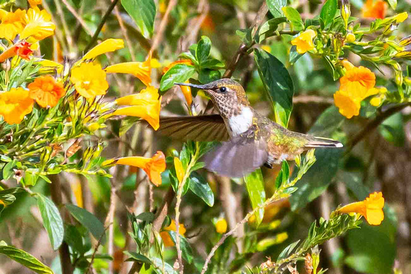 Scintillant Hummingbird