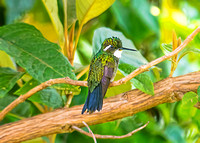 White-throated Mountain-Gem