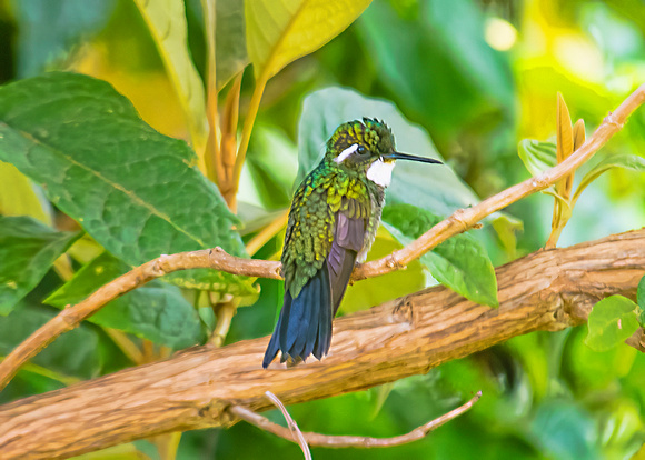 White-throated Mountain-Gem