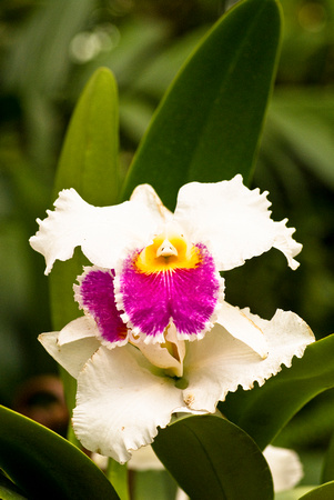 Orchid