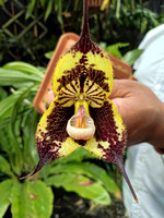 Dracula Orchid