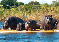 Hippopotamus Family