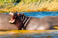 Hippo, Zambezi River