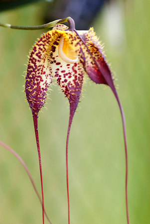 Orchid