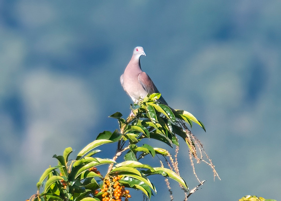 Grey-Chested Dove
