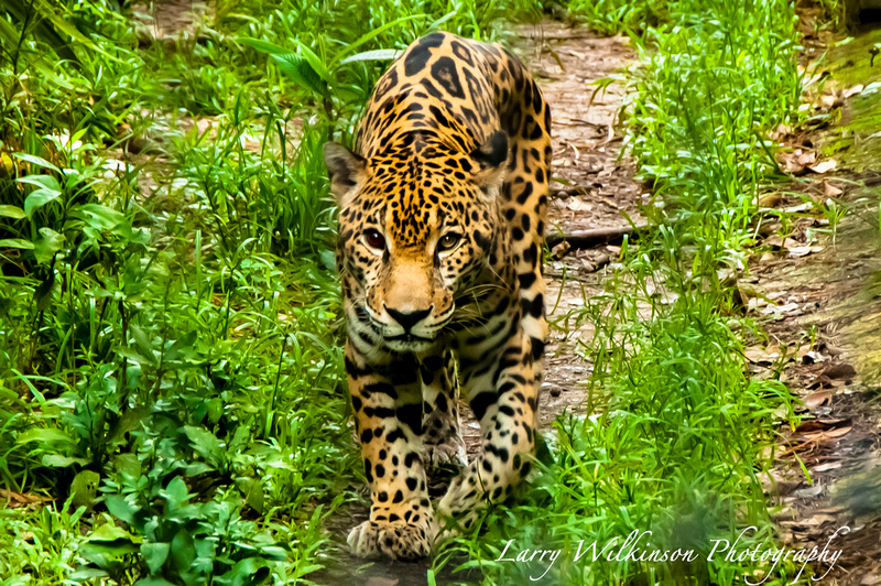 Jaguar, Belize.