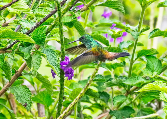 Rufous-tailed Hummingbird.