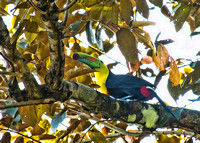 Cerro Hoya National Park