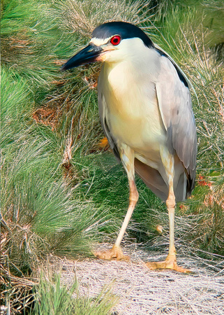 Black-crowned Night Heron