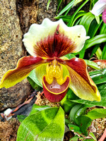 Orchid