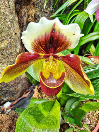 Orchid